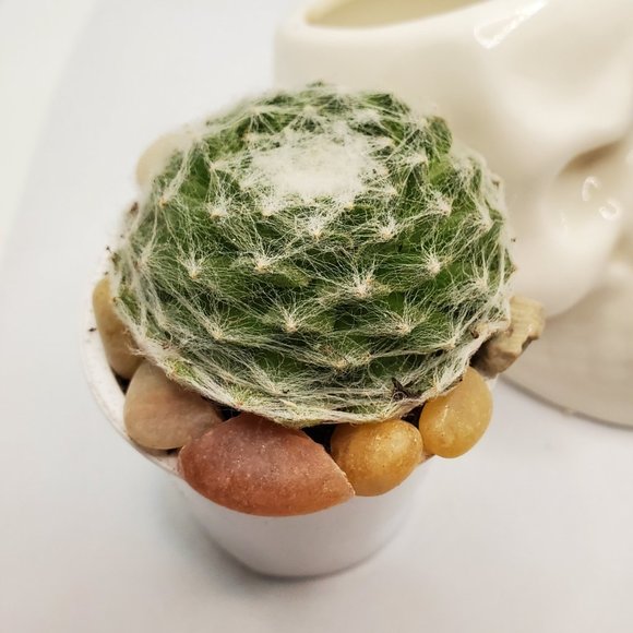 Ceramic Skull Planter Pot with Live Succulent - Picture 3 of 7